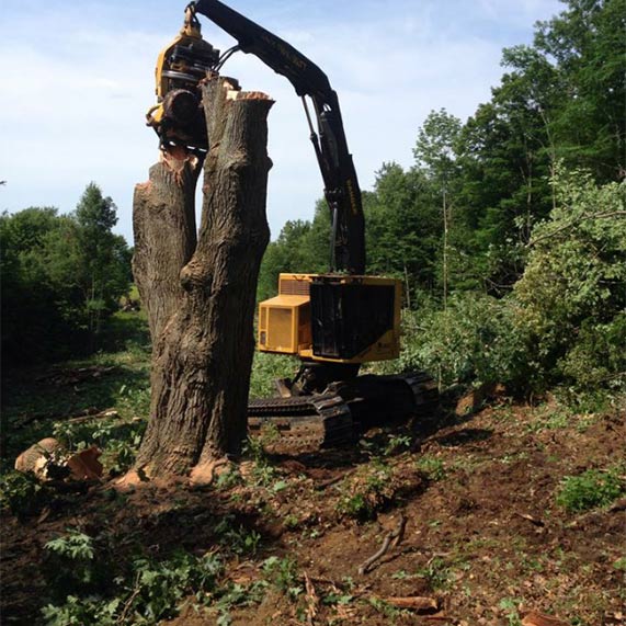 Whole Tree Chipping From A Heavy Equipment Machine